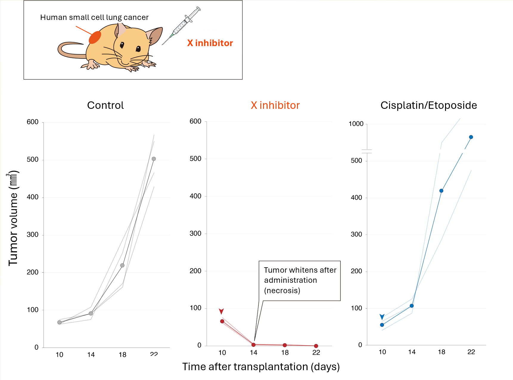 Developed an inhibitor for metabolic enzyme X highly expressed in small cell lung cancer and examined its effect in mice transplanted with human small cell lung cancer. The X inhibitor showed strong anti-tumor effects.