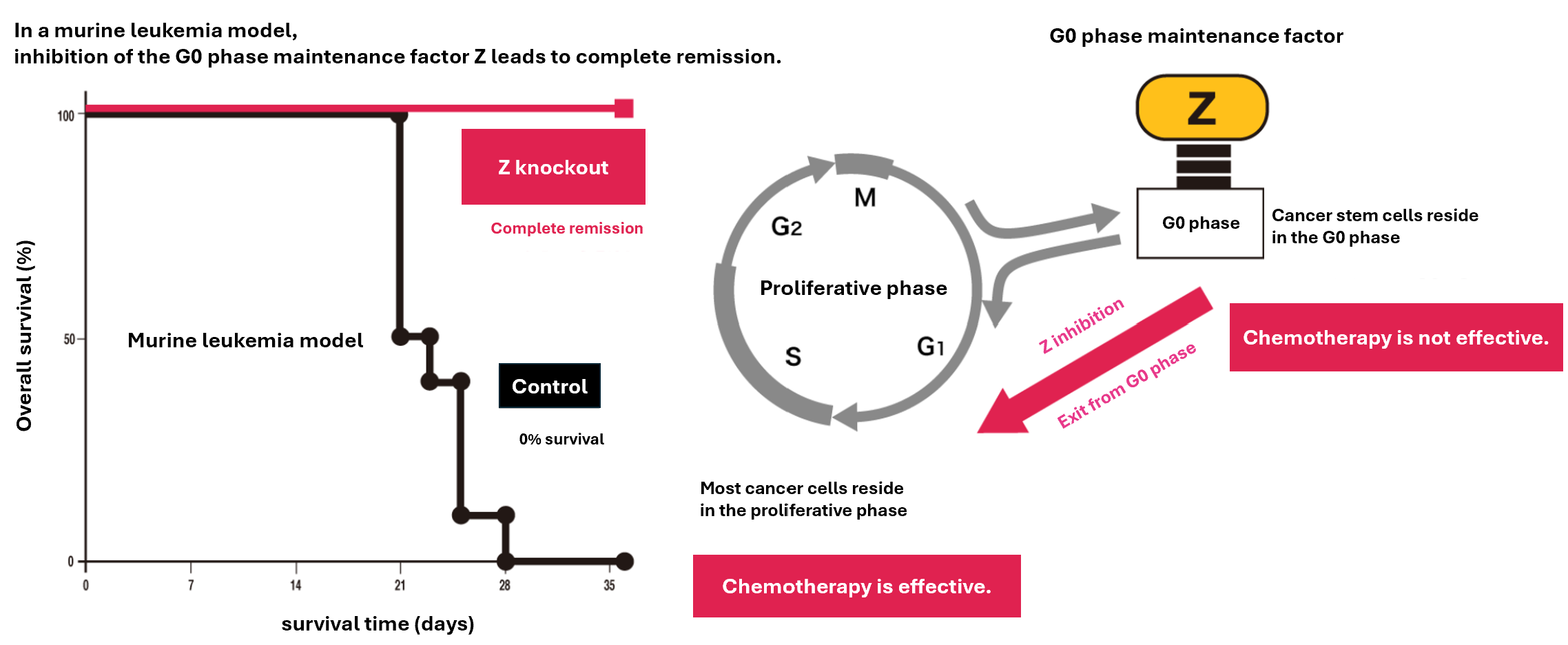 In a leukemia mouse model, deleting the Z gene forces drug-resistant cancer stem cells out of the G0 phase into the proliferative phase, making them sensitive to anticancer drugs and eliminating the cancer.
