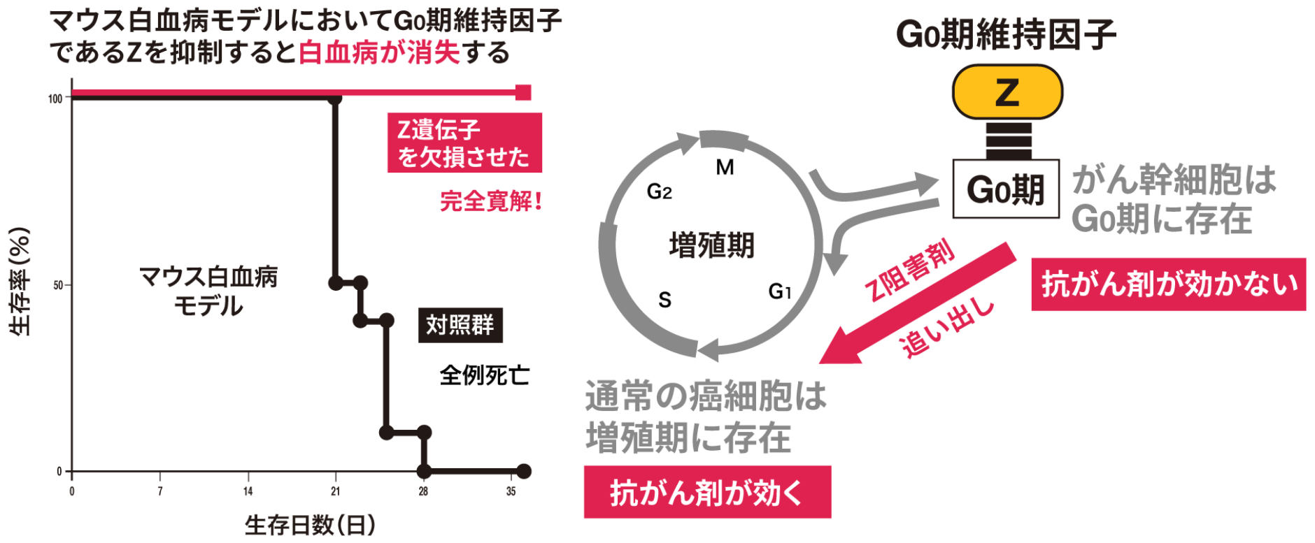 In a leukemia mouse model, deleting the Z gene forces drug-resistant cancer stem cells out of the G0 phase into the proliferative phase, making them sensitive to anticancer drugs and eliminating the cancer.